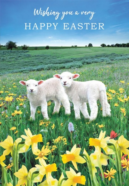 Lambs Easter Card