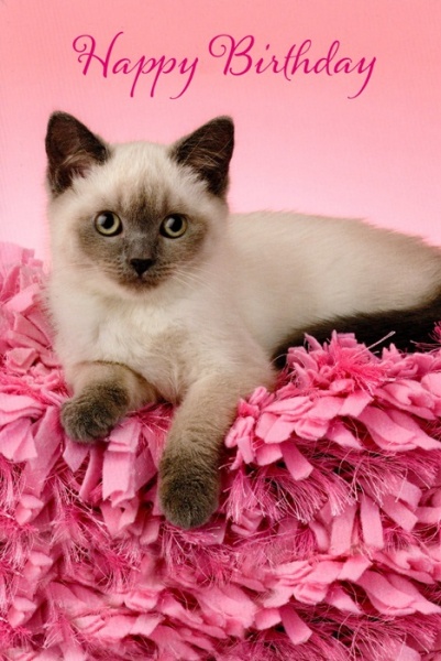 Pink Pillow Kitten Birthday Card