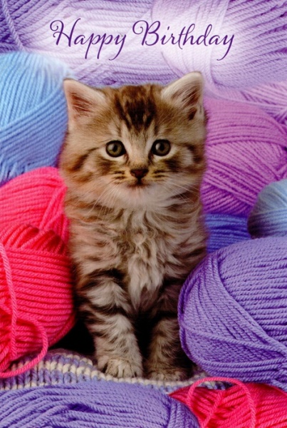 Wool Kitten Birthday Card