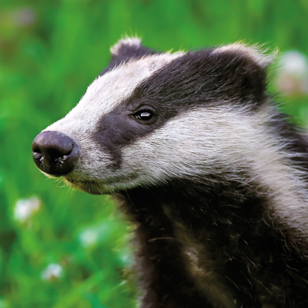 Badger Cub Greeting Card