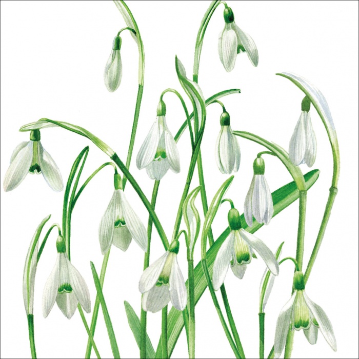 Two Snowdrops Photograph Greeting Card With Envelope Inside...