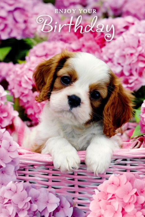 Cavalier King Charles Spaniel Puppy Birthday Card Simon Elvin
